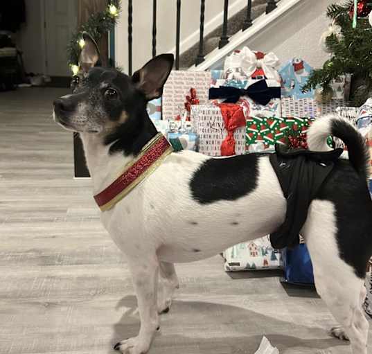 Photo of Paco