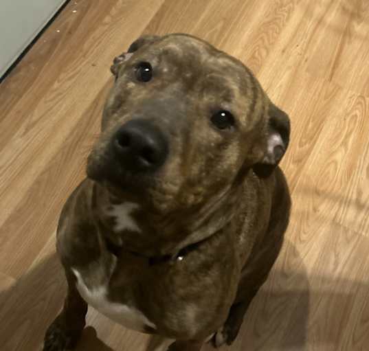 Photo of Dino