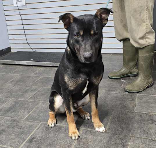 Photo of Onyx