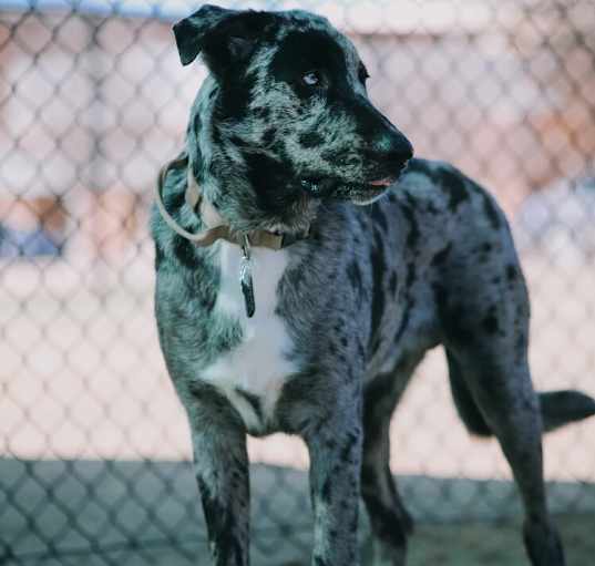 Photo of Cinder