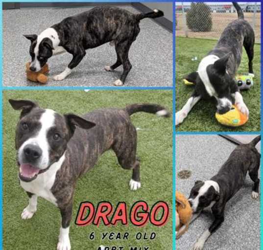 Photo of Drago