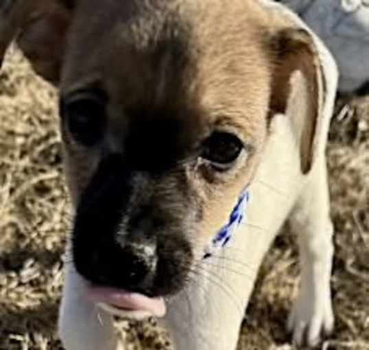 Photo of Jalapeno