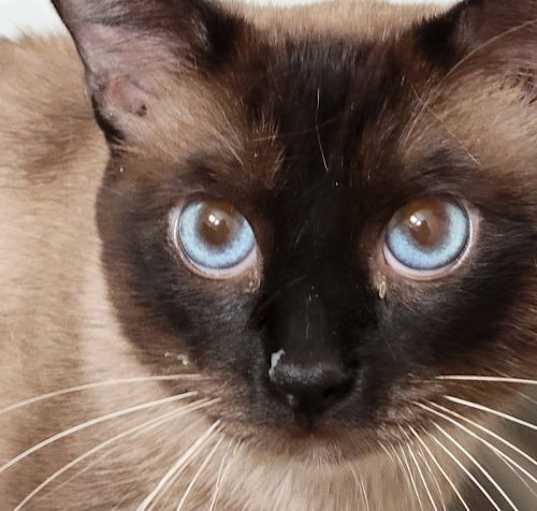 Photo of Buddy