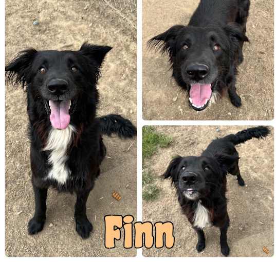 Photo of Finn- SPONSORED