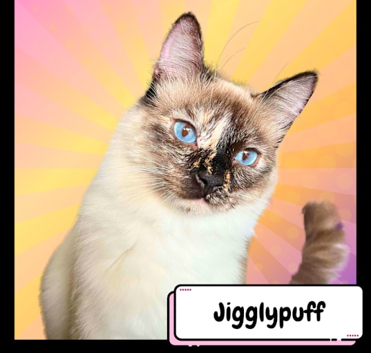 Photo of Jigglypuff