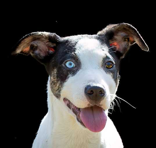 Photo of Wilder