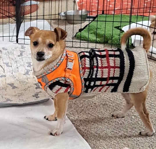 Photo of Joey Junior