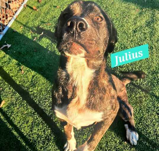 Photo of Julius