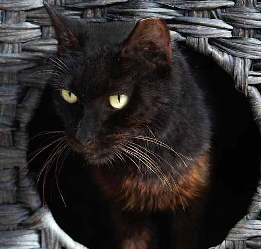 Photo of Josephine