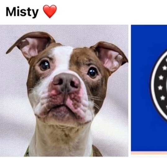 Photo of MISTY