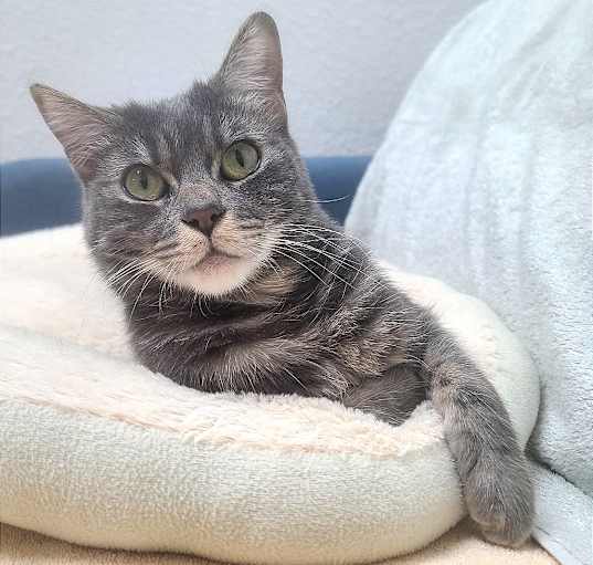 Photo of Mango