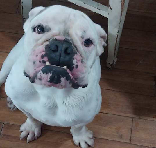 Photo of Pearl