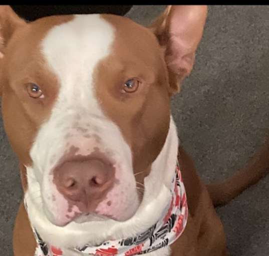 Photo of Bandit