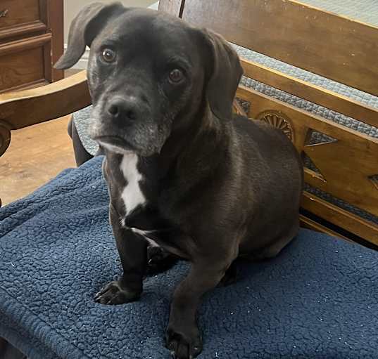 Photo of Midge