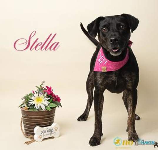Photo of Stella