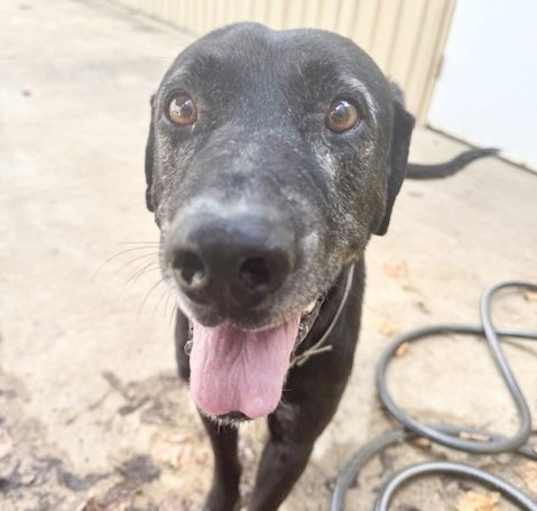 Photo of Rex