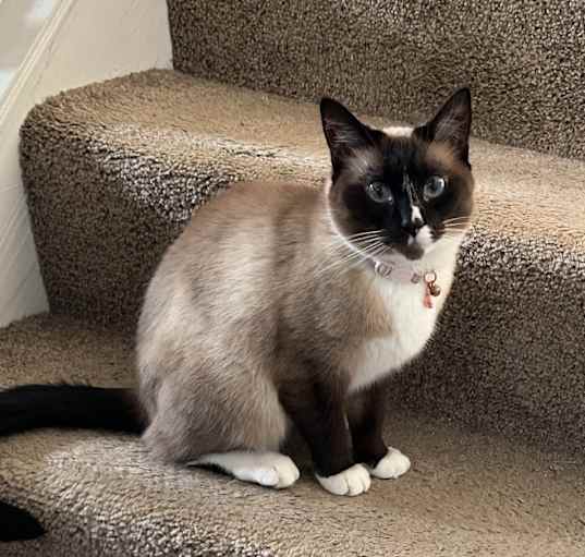 Photo of Freya
