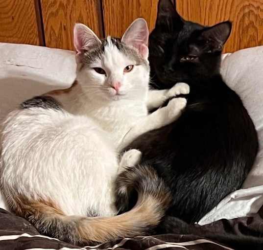 Photo of Jack - BONDED TO PIPPA