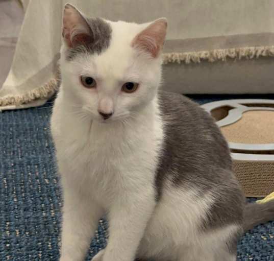 Photo of Clover