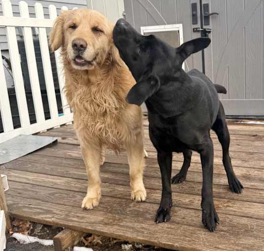 Photo of Max and Lola