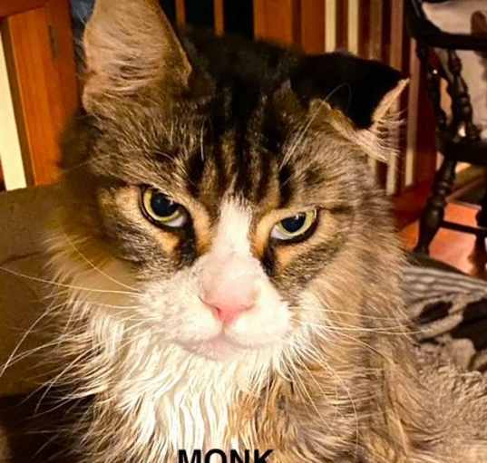Photo of Monk