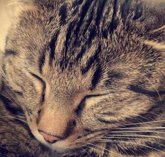 Photo of Bubs