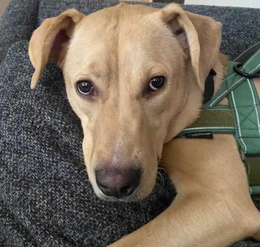 Photo of Stella