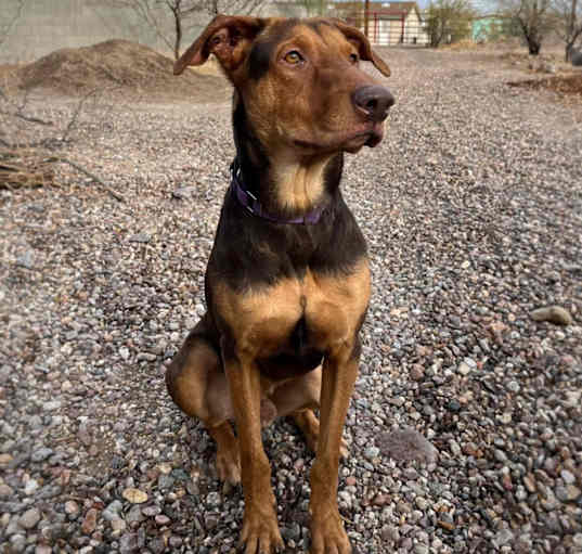 Photo of Archie