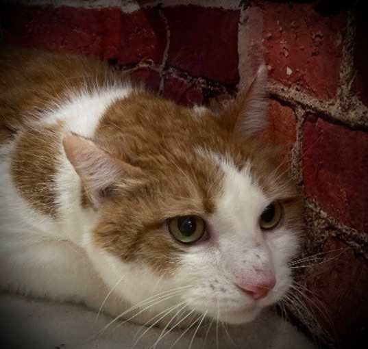 Photo of Cooper