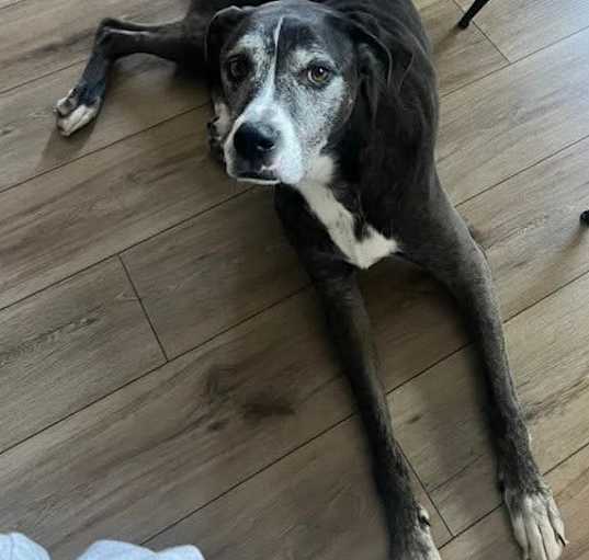 Photo of Gertie
