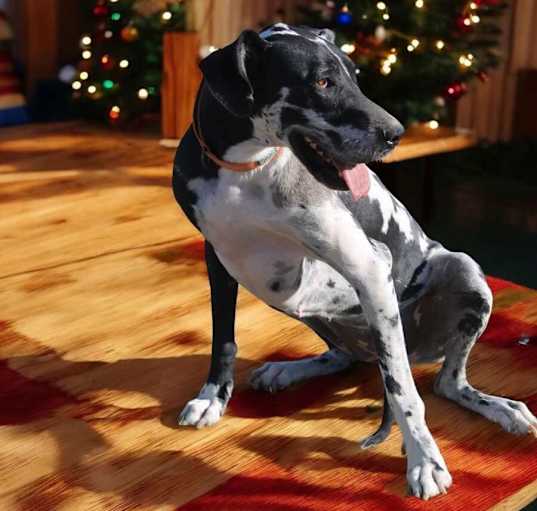 Photo of Addison