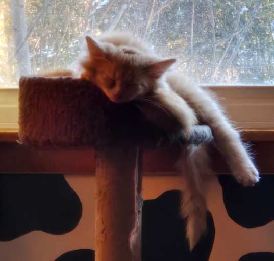 Photo of Kittens