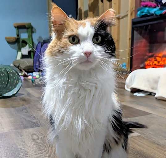 Photo of Patches