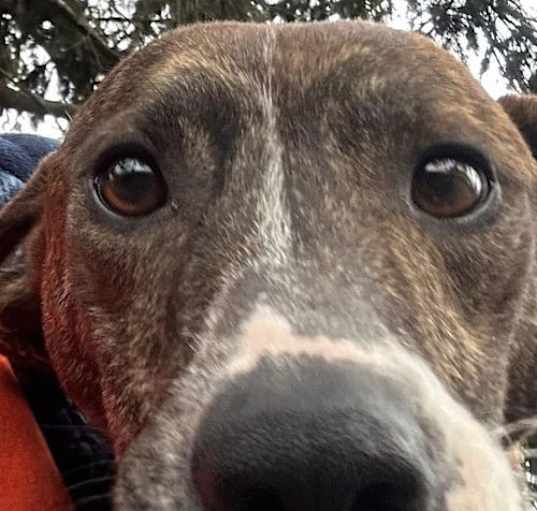 Photo of Rufus