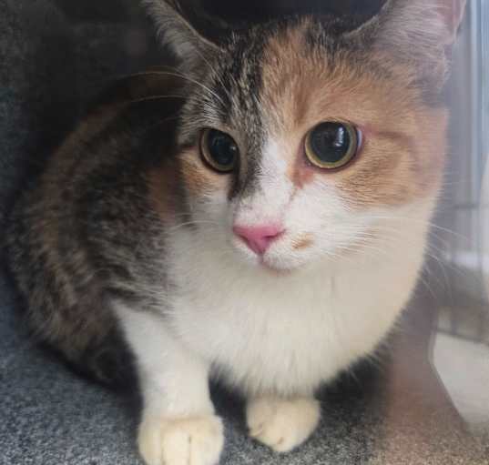Photo of FERAL