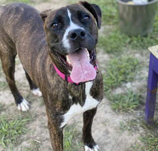Photo of 2501-0724 Coco