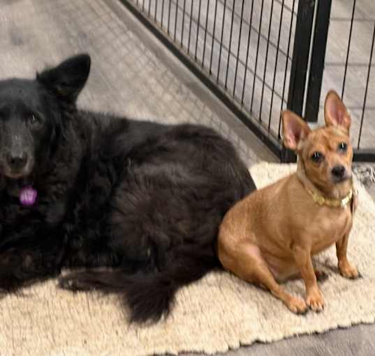 Photo of Daisy & Cinnamon