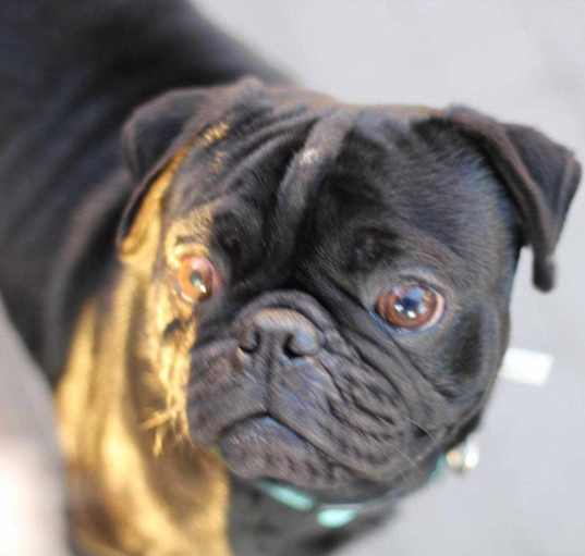 Photo of Lucky