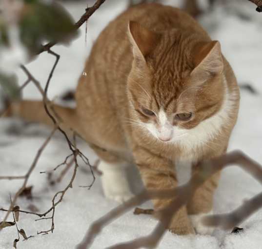 Photo of Pistachio