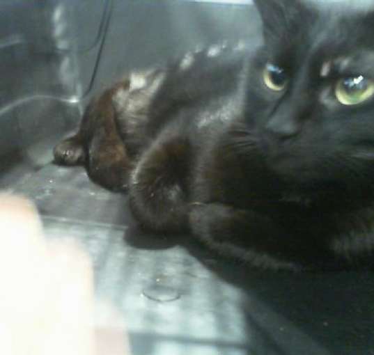 Photo of THEODORE
