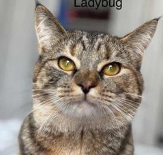 Photo of LADYBUG