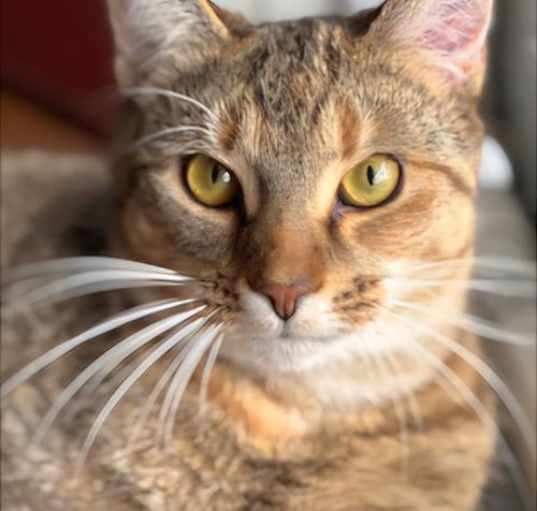 Photo of MEADOW GIRL