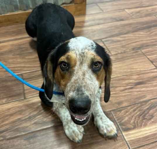 Photo of Otis