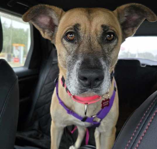 Photo of Canela