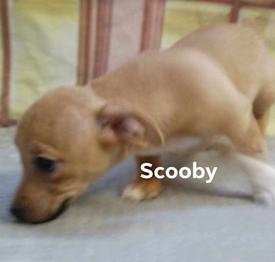 Photo of Scooby