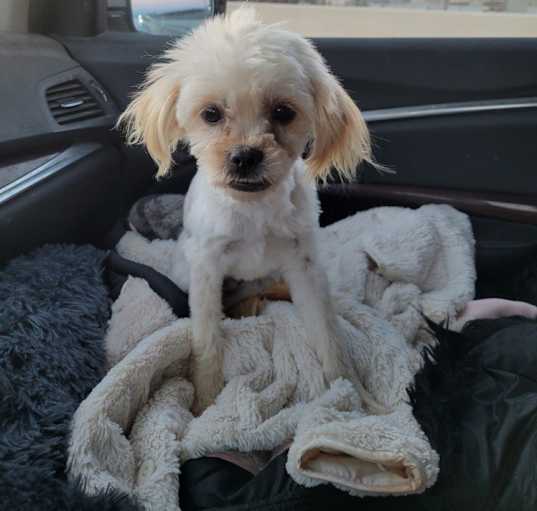Photo of Grover