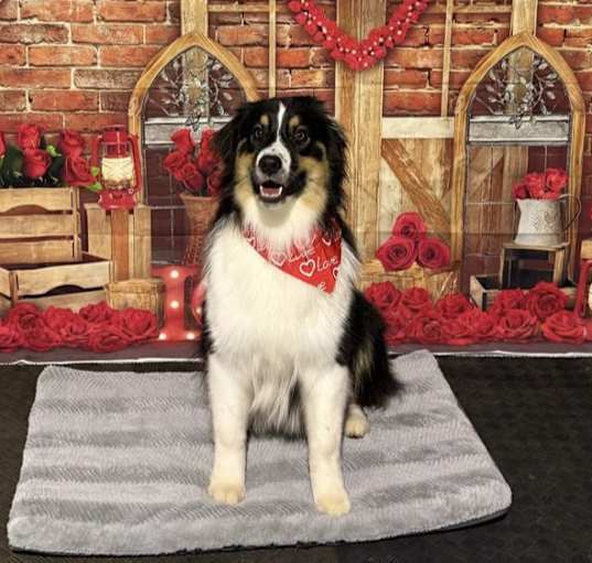 Photo of Bo