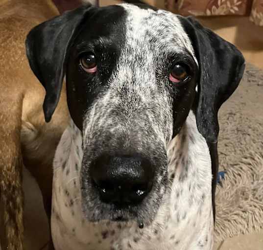 Photo of Frijol