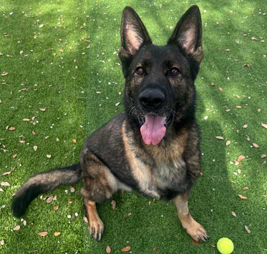 Photo of Charlie 3583