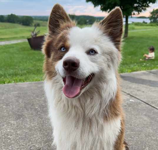 Photo of Ozzie